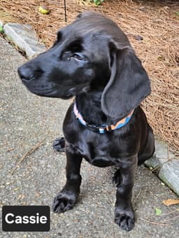 Puppy Princess Cassie image 2