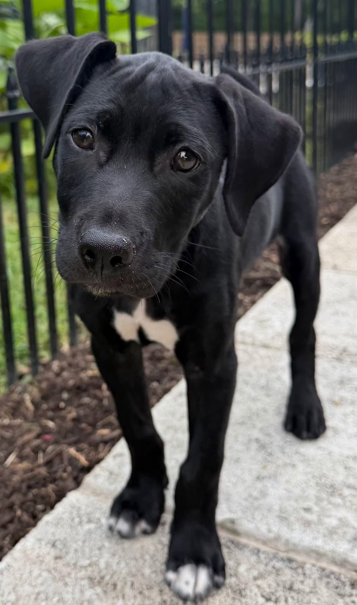 Puppy Phoenix - Labrador Retriever
