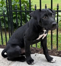 Puppy Phoenix image 2