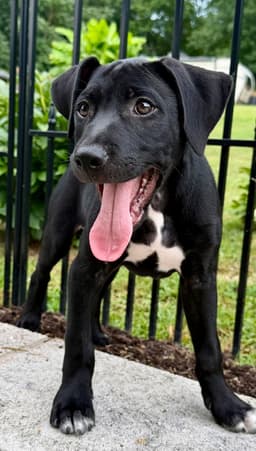 Puppy Phoenix image 3