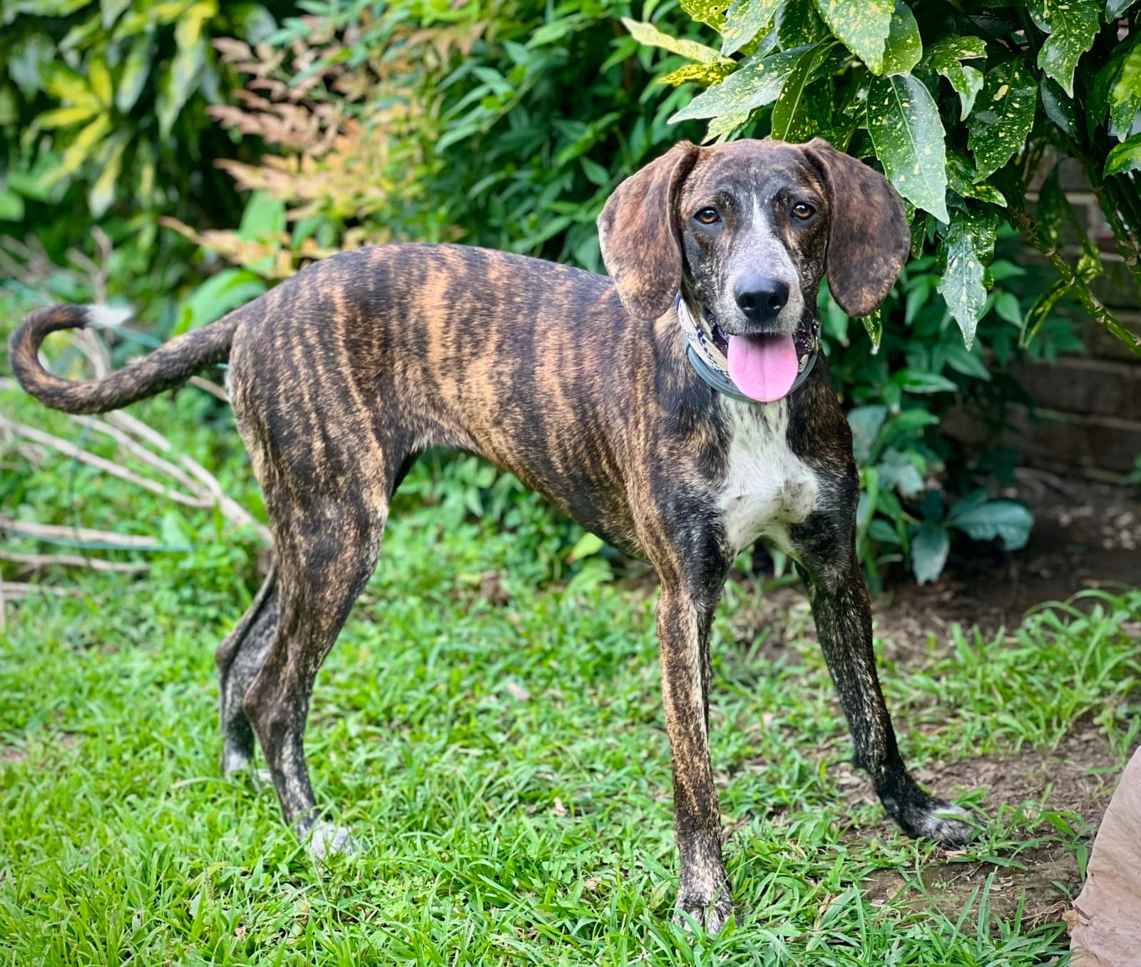 Sweet Caroline - Bluetick Coonhound