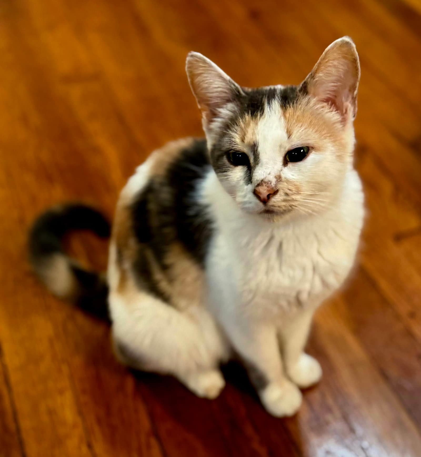 Mama Tao - Dilute Calico