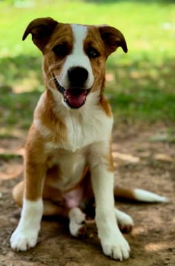Puppy Ollie image 3