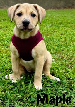 Puppy Maple image 2