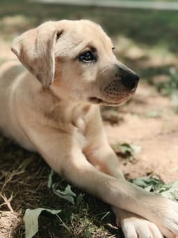 Puppy Maple image 3