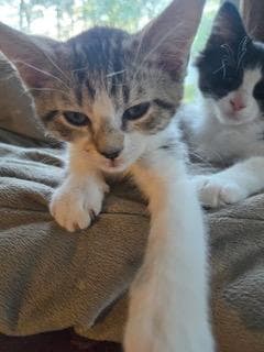 Kitten Pixie Love image 1