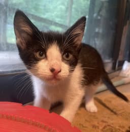 Kitten Bibimbap image 1
