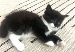 Kitten Tuba image 1