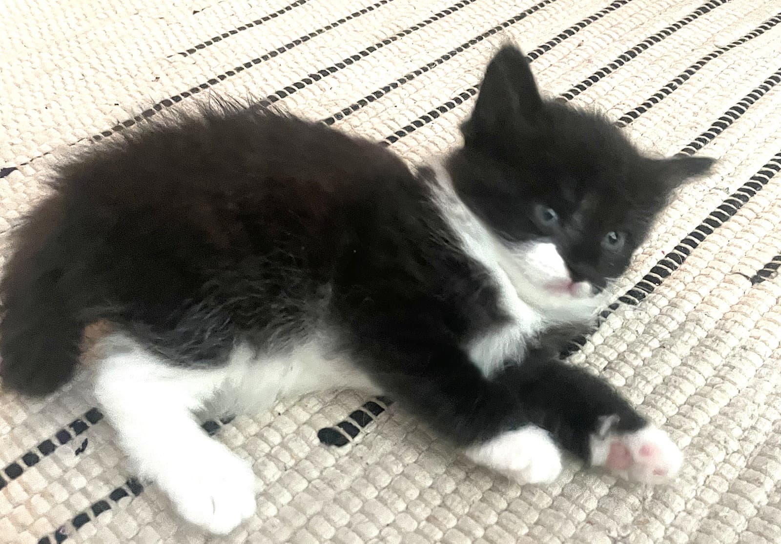 Kitten Tuba - Maine Coon