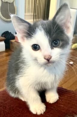Kitten Calm Ollie image 1