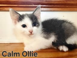Kitten Calm Ollie image 2