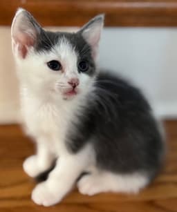 Kitten Calm Ollie image 3