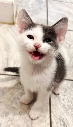 Kitten Calm Ollie image 4