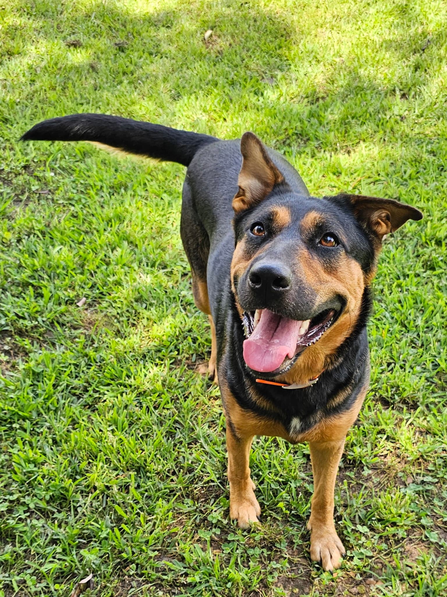 Journey - German Shepherd Dog