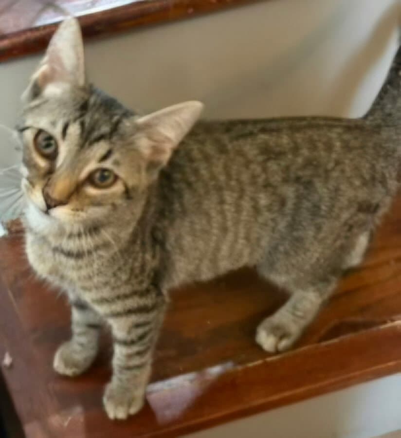 Kitten Claire - Tabby
