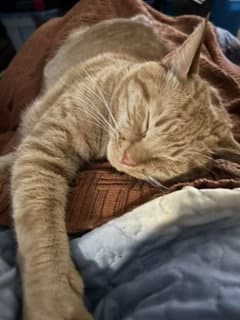Milo image 2