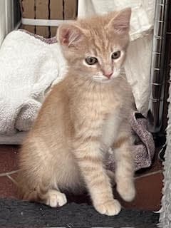 Kitten Tango - Tabby