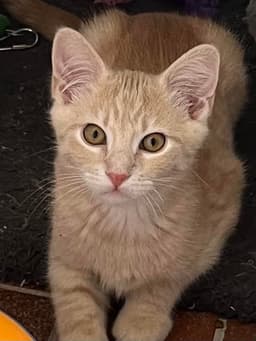Kitten Tango image 2