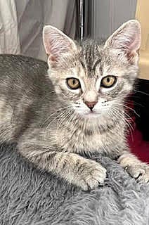 Kitten Marlo - Tabby