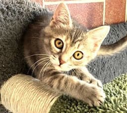 Kitten Marlo image 2