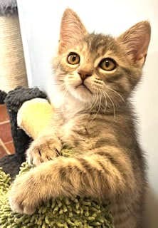 Kitten Marlo image 3