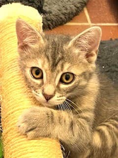 Kitten Marlo image 4