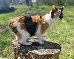 Kitten Snickers - Calico