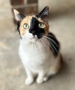 Kitten Snickers image 3