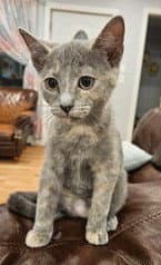 Kitten London - Tabby