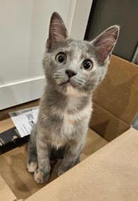 Kitten Paris - Tabby