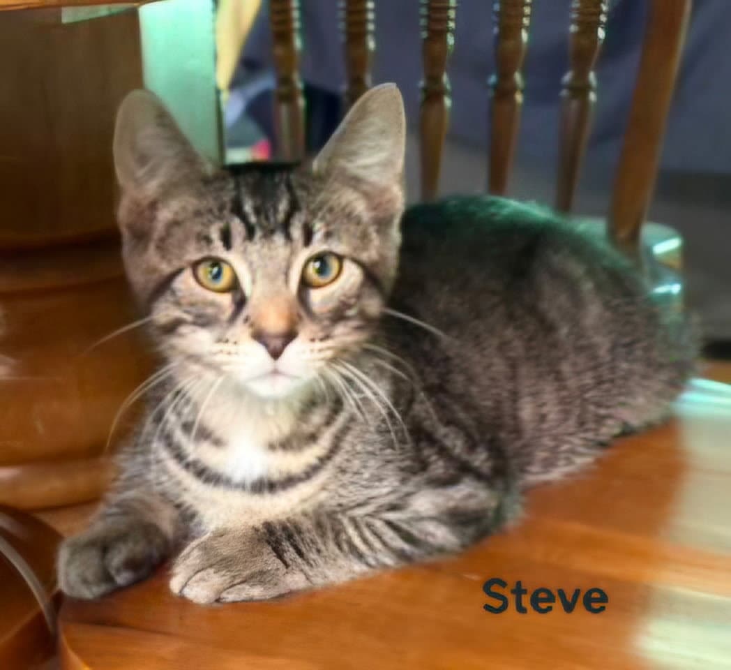 Kitten Handsome Steve - Tabby