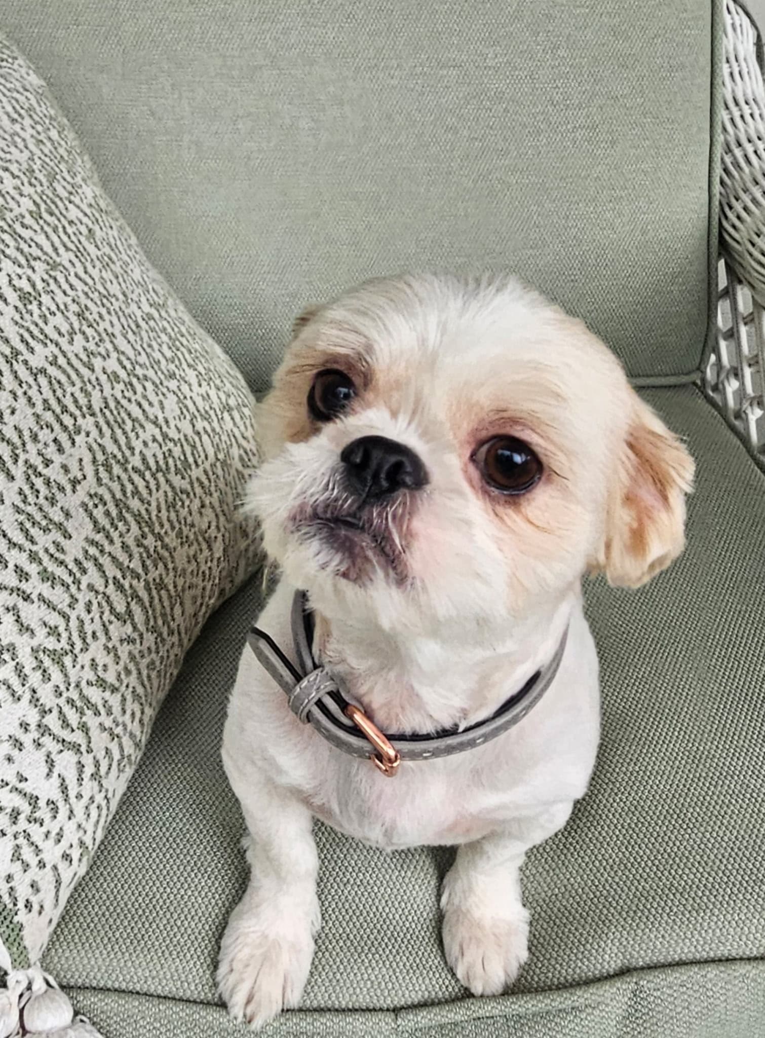 River Gucci - Shih Tzu