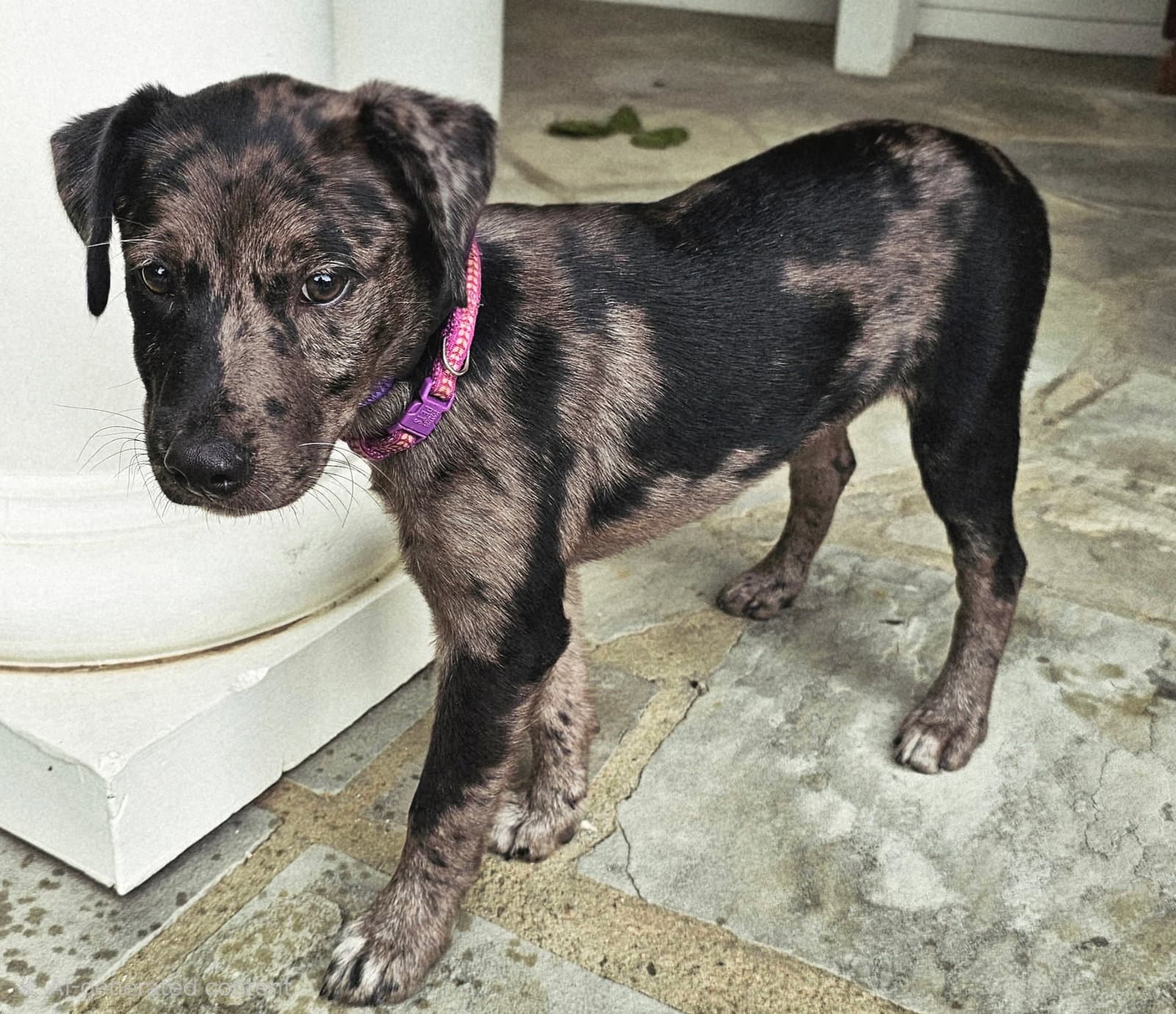 Puppy Catalina - Catahoula Leopard Dog