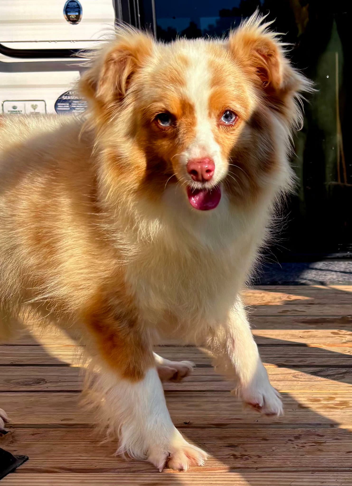 Mini Pearl - Australian Shepherd