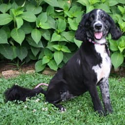 Marley Girl image 1
