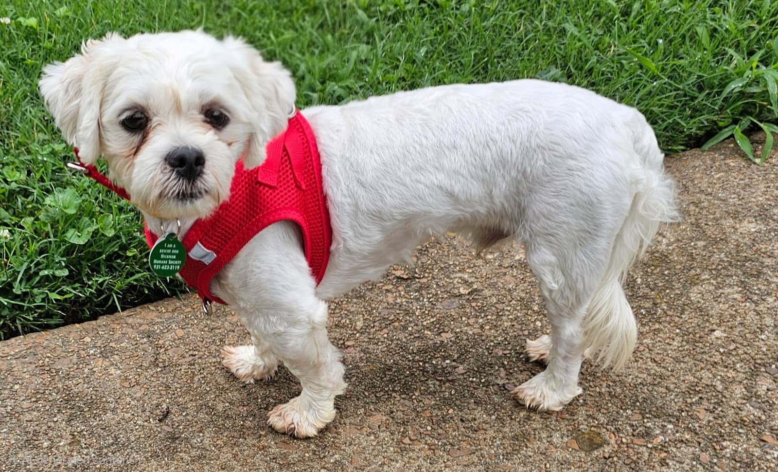 Olaf - Maltese