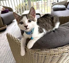 Kitten Loveable Lenny - Tabby