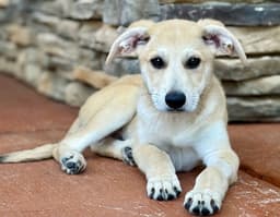 Puppy Mr Tubbs image 1