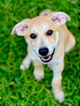 Puppy Mr Tubbs image 4