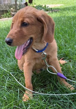 Puppy Lil Daddy image 2