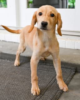 Puppy Hattie image 2