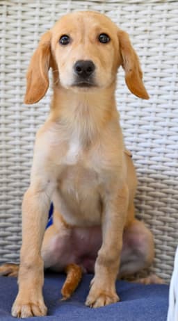 Puppy Hattie image 4