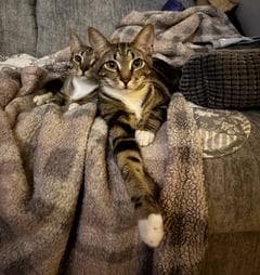 Bonkers  Dottie - Bonded Pair - Tabby