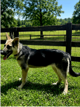 Puppy Raquel image 3