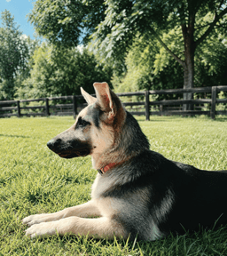 Puppy Raquel image 4