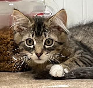 Kitten Beautiful Bailey - Domestic Long Hair