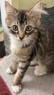 Kitten Beautiful Bailey image 2