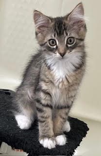 Kitten Beautiful Bailey image 3
