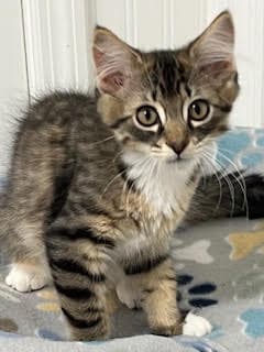 Kitten Beautiful Bailey image 4