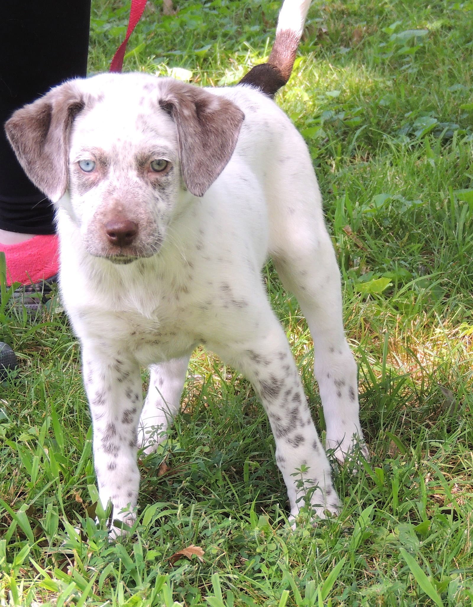 Puppy Outgoing Oakley - Australian Shepherd